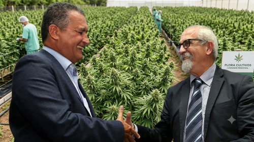 rui cannabis