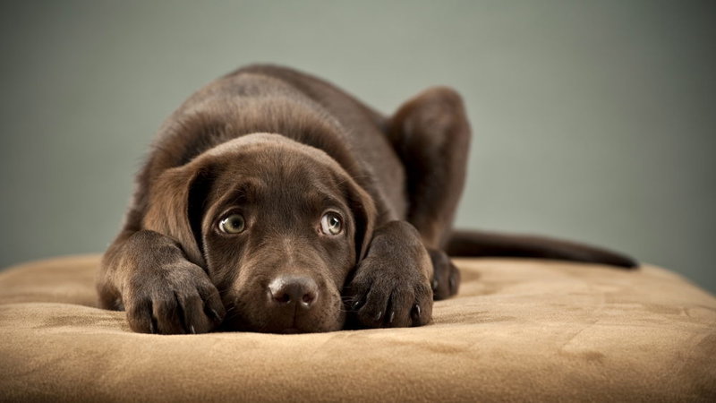 tuberculose canina