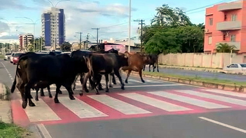 las vacas