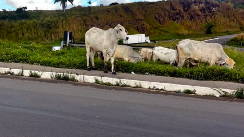 vacas soltas